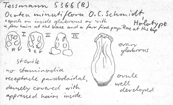 Vorschaubild Ocotea minutiflora O.C. Schmidt